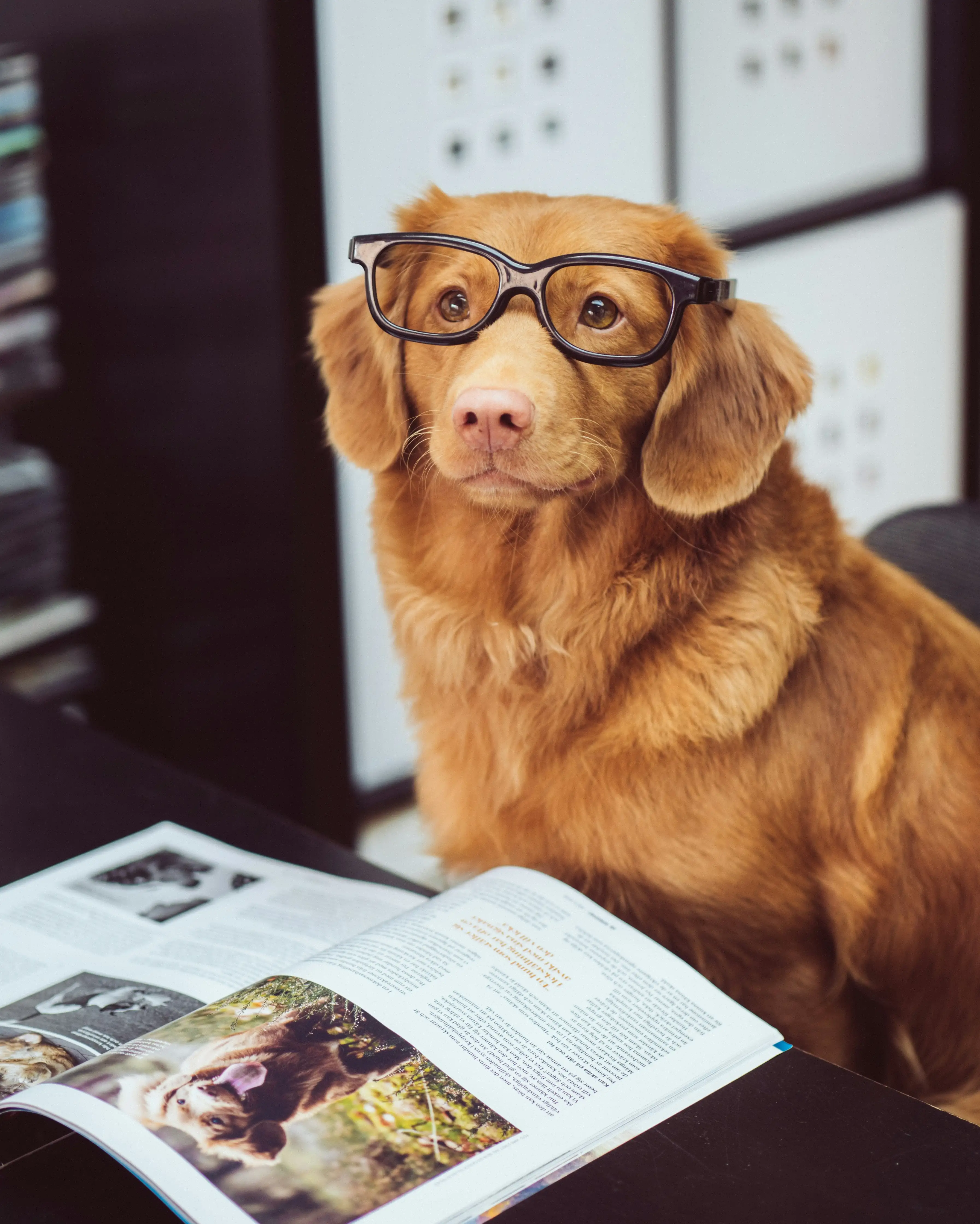 Dog with glasses representing pet health and veterinary care - Petly Singapore clinical solutions